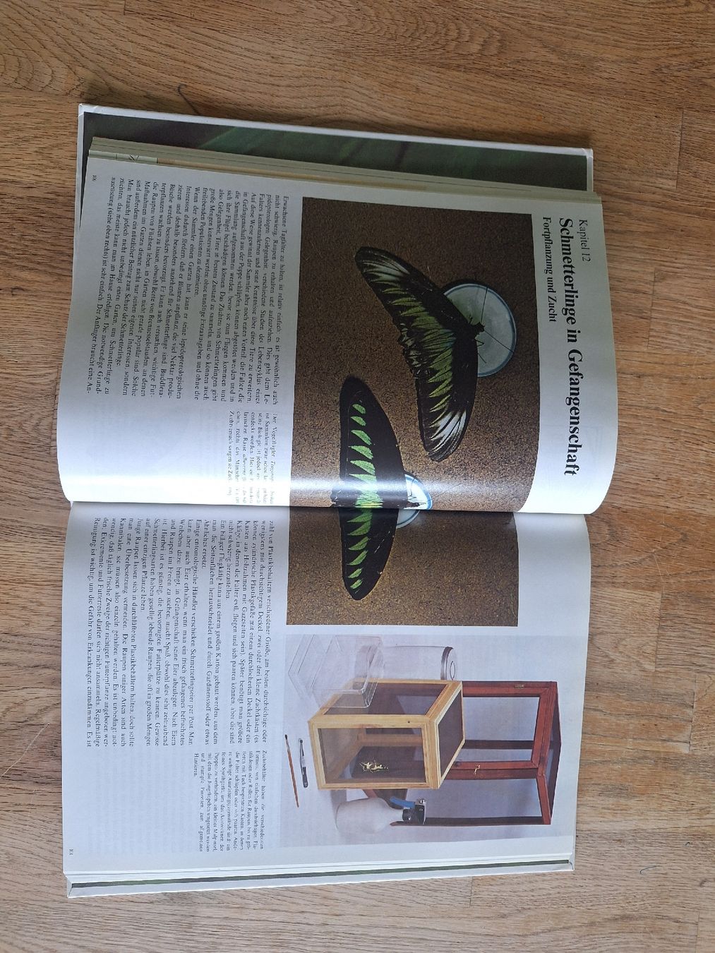 Bücher: Enzyklopädie der Schmetterlinge – Gebraucht aus Ipsach von nik_6hkj 1