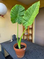 Elefantenohr ( Alocasia)