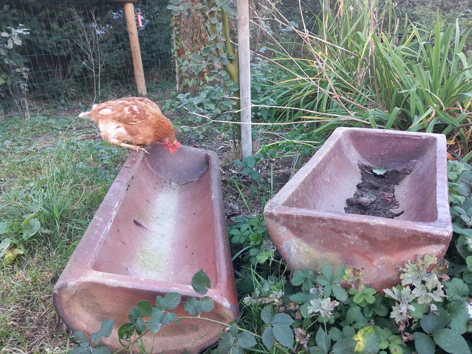 Vasi per fiori: Steinguttröge – Usato da Schinznach Dorf venduto da reg_m6n9