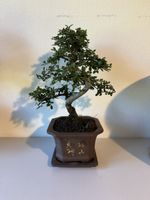 Ulme Bonsai im Asiatischen Topf mit Untersetzer