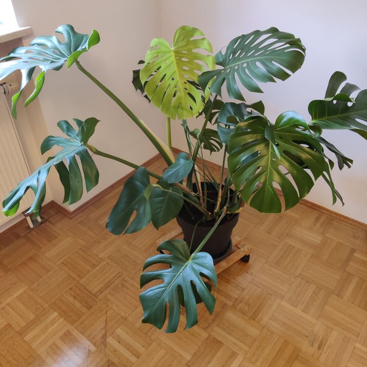 Grosse Monstera Deliciosa Pflanze Lieferung Winterthur (Gebraucht) in  Winterthur fr CHF 150  nur Abholung auf Ricardo kaufen