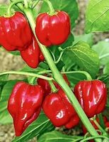 30 SAMEN ROTE HABANERO CHILI AUS MEXICO 🌶🌶🌶 30 GRAINES‪