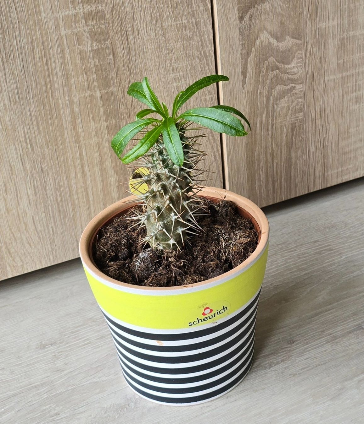 Piante & sementi: Pachypodium Lamerei Inkl. Topf – Nuovo (secondo la descrizione) da Aarburg venduto da Glitzerschein