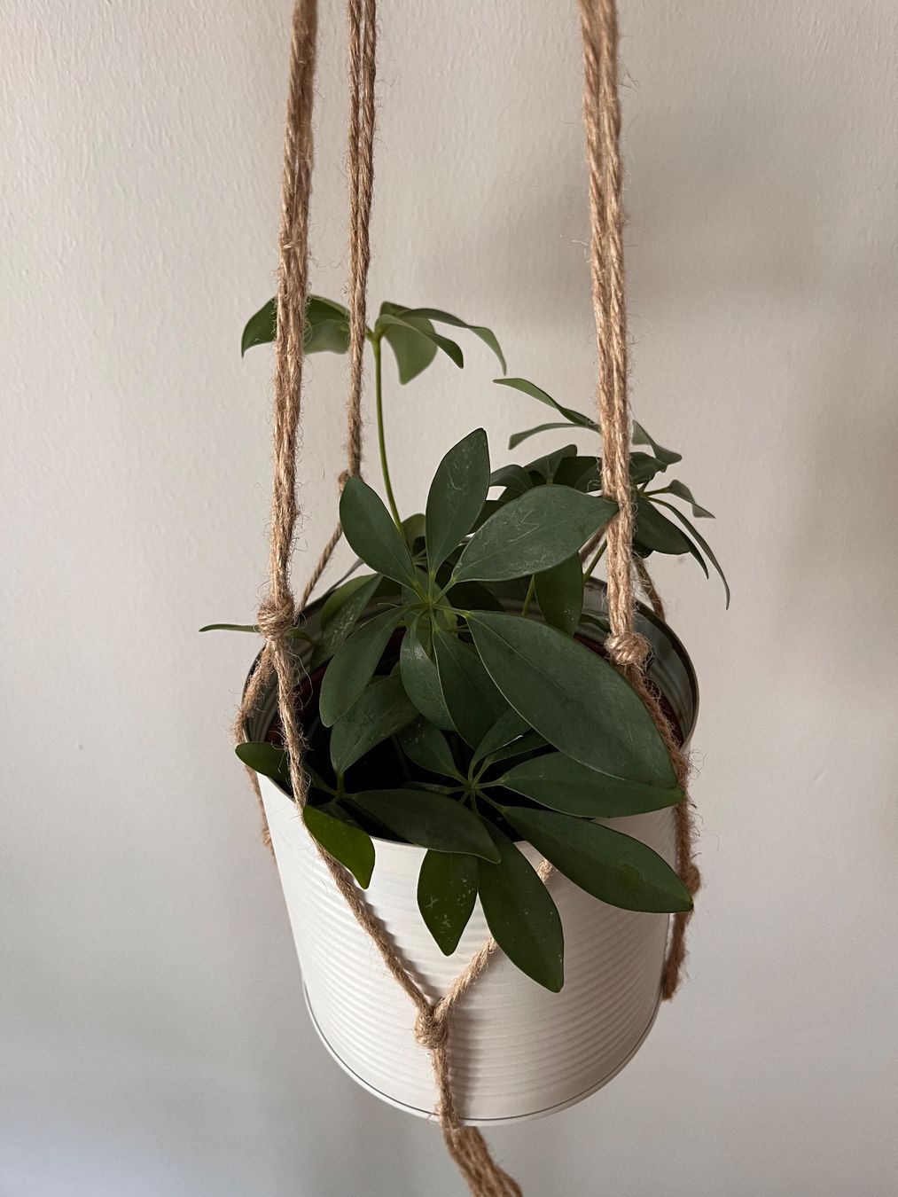 Plantes & graines: Boho Makramee Zimmerpflanze Schefflera im Blumentopf Metall – Neuf (Voir description) à Adliswil par mountain_star 2