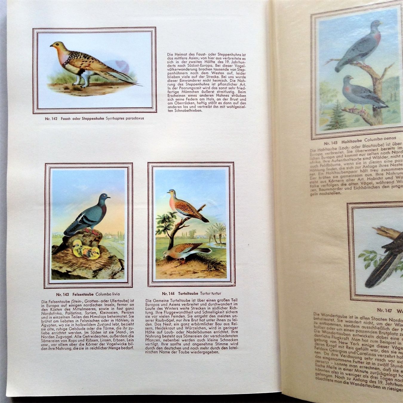 Libri: Buch: Bunte Vögel aus aller Welt – Usato da Alpnach Dorf venduto da MZ001 5