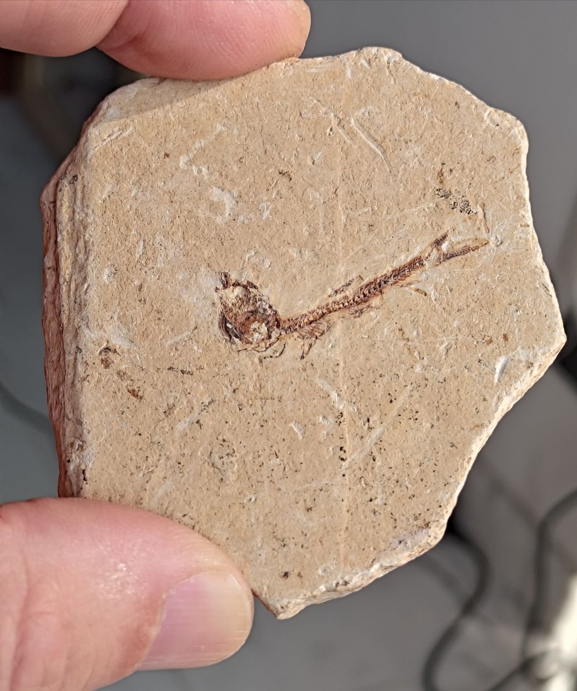Fossilien: Pesci ossei fossili. 2 pz. – Neu (gemäss Beschreibung) aus Lugano von fbo_82wg 2