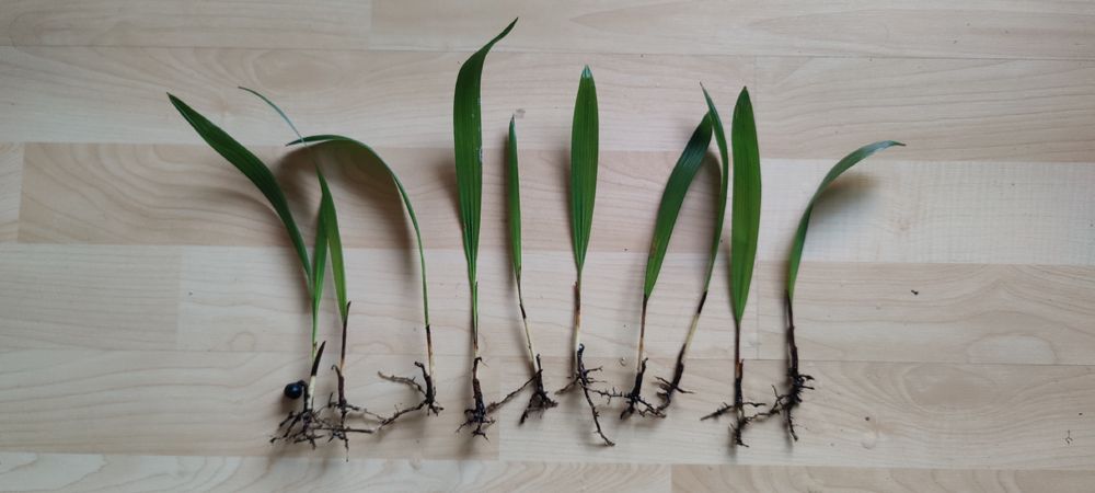 Tessiner Hanfpalmen Setzlinge Kaufen auf Ricardo