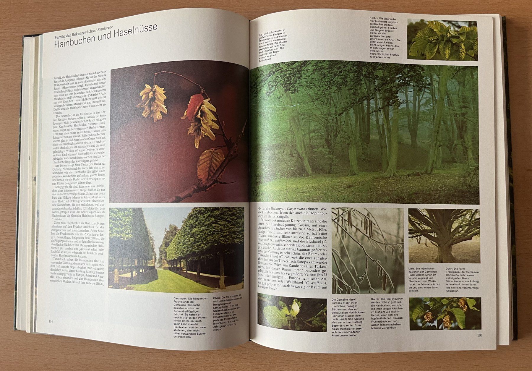 Libri: Das grosse Buch der Wälder und Bäume – Usato da Lausen venduto da Mondeo10628 5