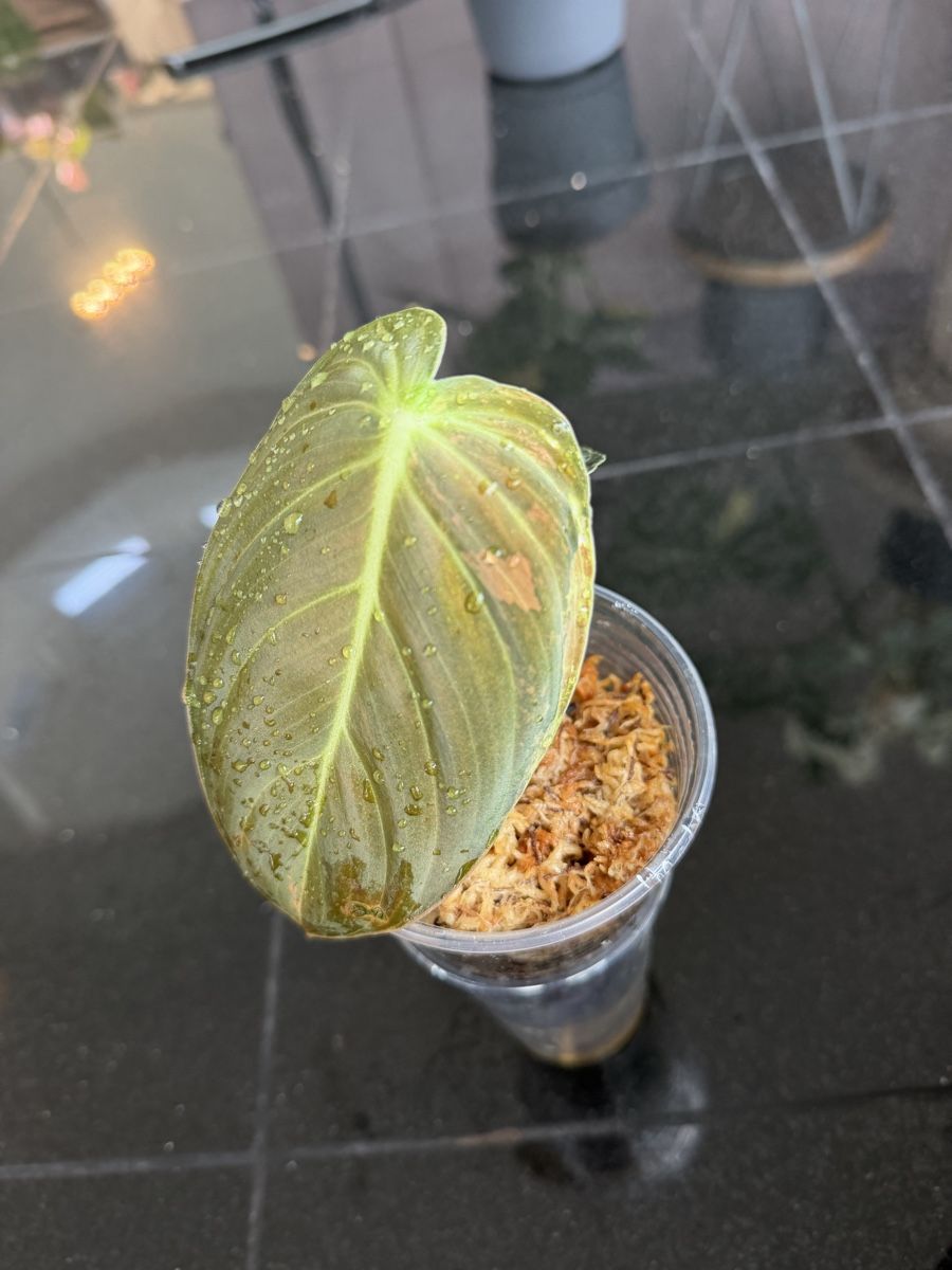 Piante & sementi: Philodendron Melanocrysum Variegata – Nuovo (secondo la descrizione) da Buchrain venduto da Stetoscop 1
