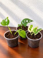🌿 Pflanzen-Stecklinge – 3er Set | Bewurzelte Ableger
