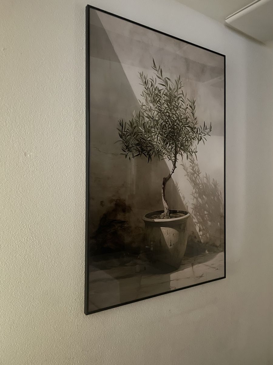 Foto & Immagini: Bild von Olivenbaum mit Rahmen von Juniqe – Usato da Winterthur venduto da lue_sqt9 1
