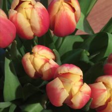 Profile image of carola71