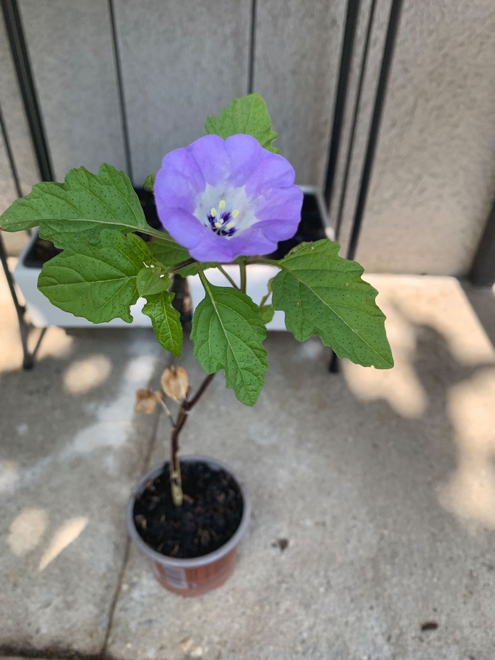 Piante & sementi: GIFTBEERE (Nicandra physalodes) Pflanze – Nuovo (secondo la descrizione) da Hinteregg venduto da ERFOLG78