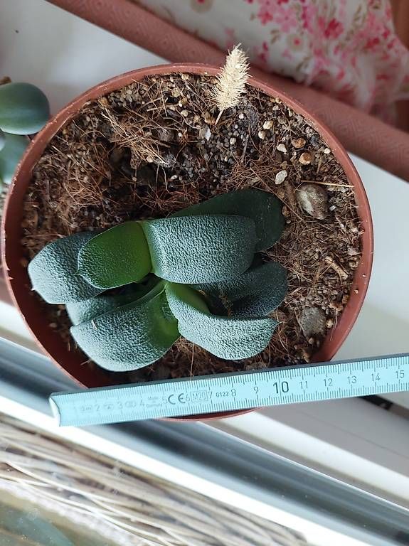 Pflanzen & Samen: kakteee, Succulen  – Gebraucht aus Nidau von jul_6tpv 1
