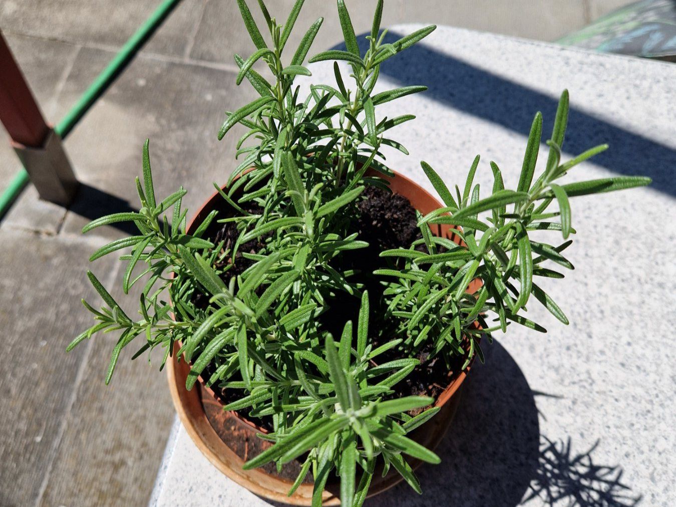 Piante & sementi: Balkon-/Gartenpflanze: Rosmarin – Usato da Münchenbuchsee venduto da Aare22 4