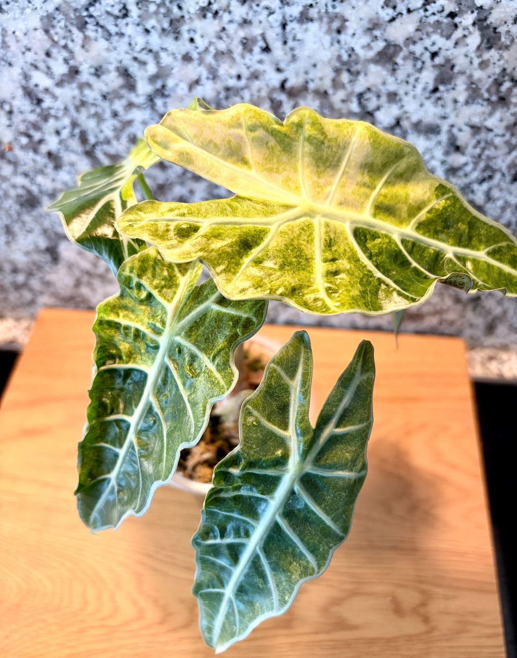 Piante & sementi: Alocasia Polly Aurea – Usato da Kaiseraugst venduto da dka_b97z 3