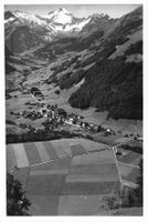 Elm Mit Hausstock G