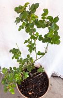 Rosenstock*Edelrose*Bordeauxrot*H. ca. 90 cm*****