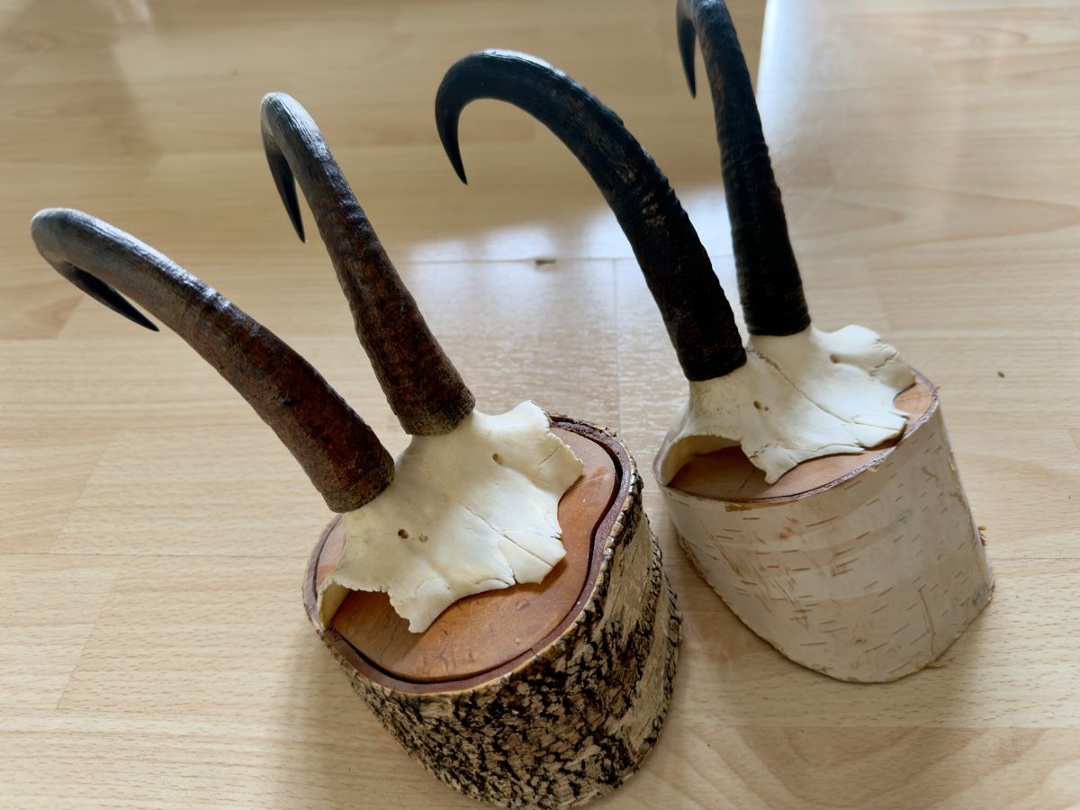 Il mondo degli animali: Walliser Gämse Schädel Trophäe auf Holzsockel – Usato da Widnau venduto da kustercarmen 4