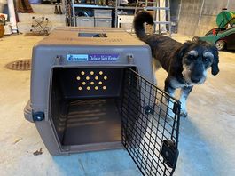 Hundebox