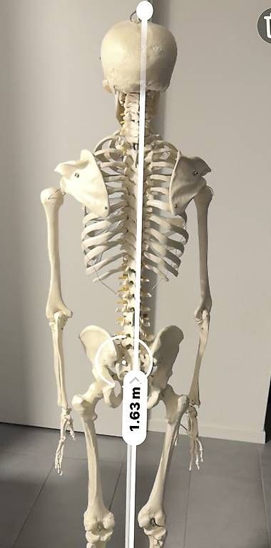 Tecnologia medica: Anatomie - Squelette complet en plastique – Usato da Cortaillod venduto da Sowhat717 3