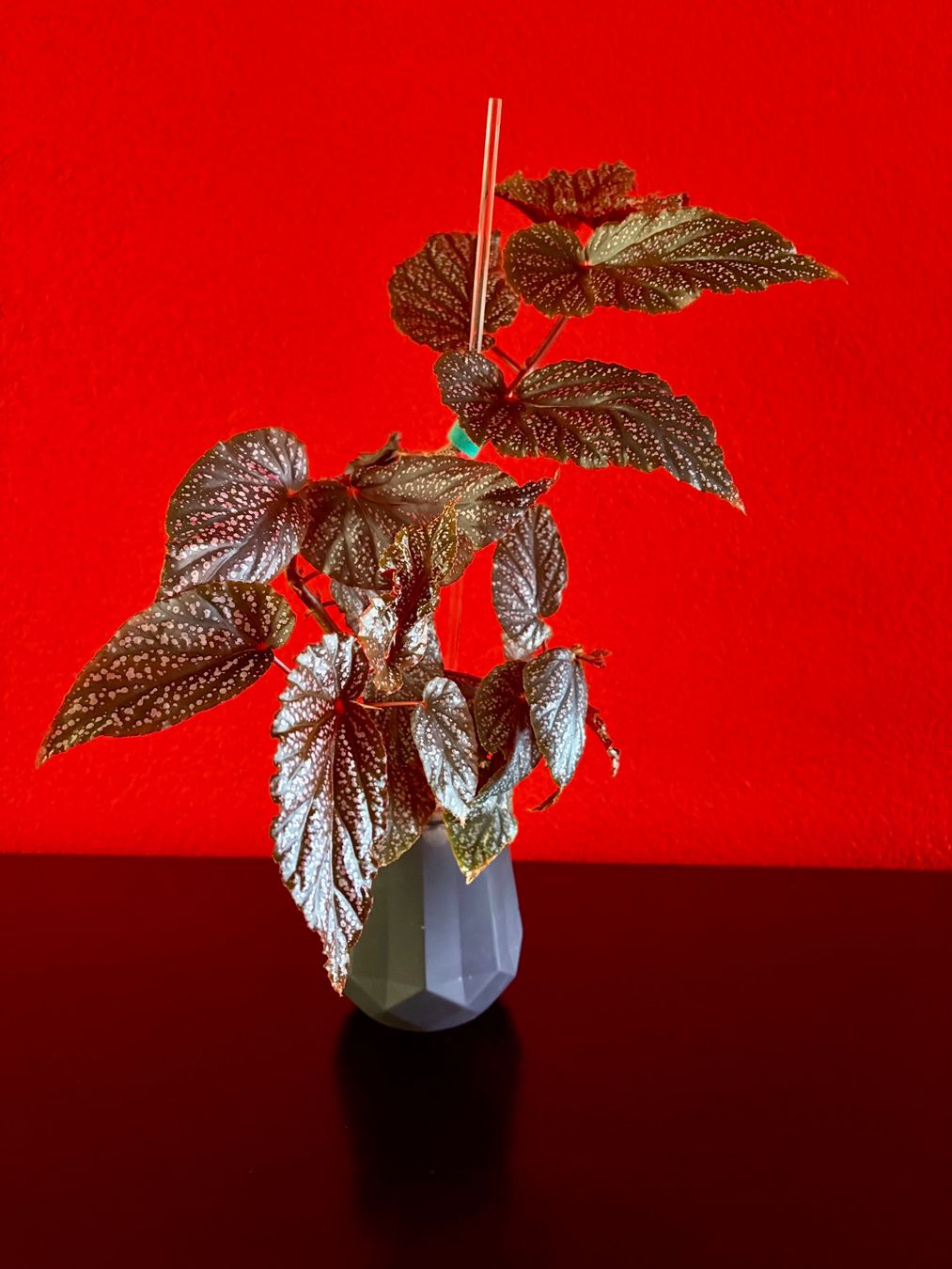 Piante & sementi: Begonia Benigo Pink – Nuovo (secondo la descrizione) da Erlinsbach SO venduto da sofieee 1
