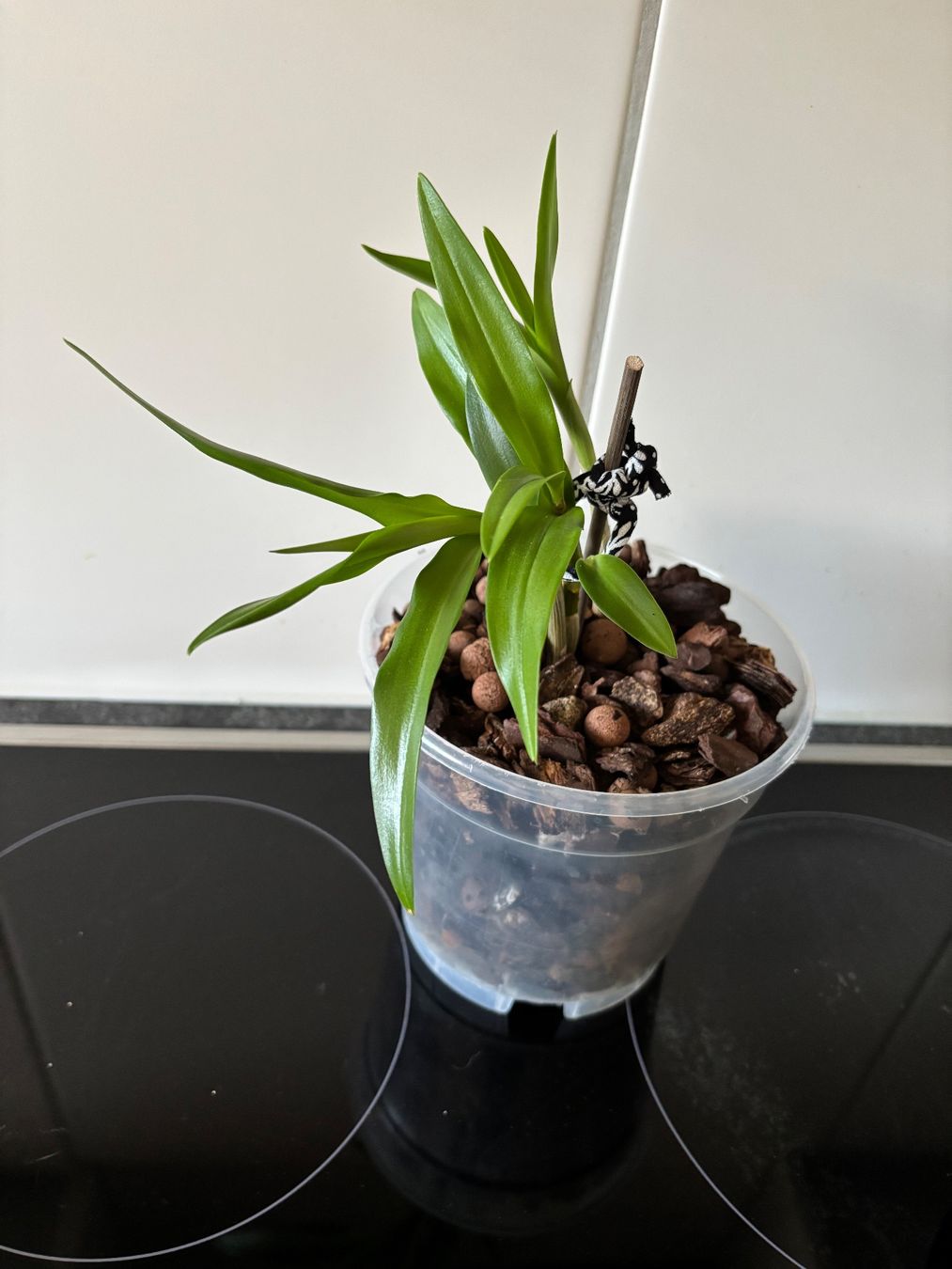 Plantes & graines: Schöne Pflanze – D'occasion à Schaffhausen par sina_feivel