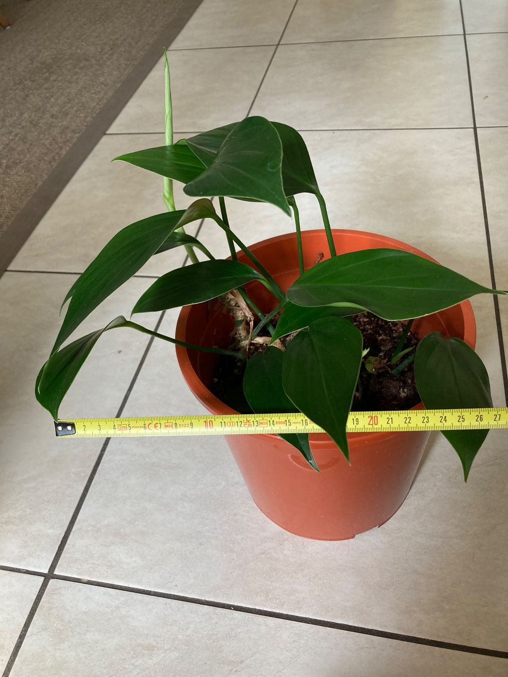 Piante & sementi: Epipremnum pinnatum ‘Dragon Tail’ – Usato da Hitzkirch venduto da eve_may 2