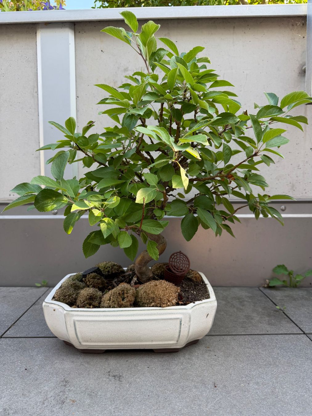 Piante & sementi: Zierapfel Bonsai – Usato da Ennetbaden venduto da miboo