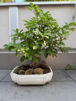 Zierapfel Bonsai