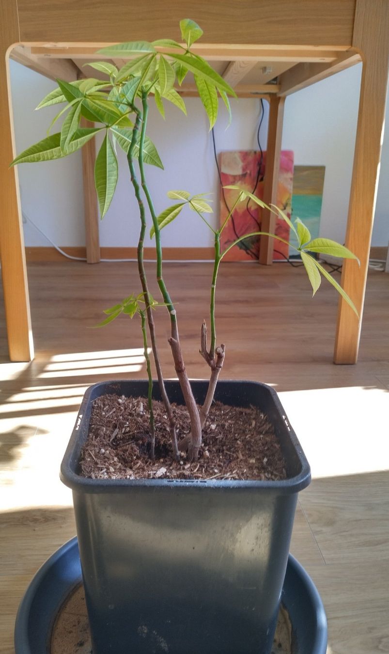 Piante & sementi: Pachira Aquatica - Glückskastanie – Usato da Jona venduto da Argus36 1