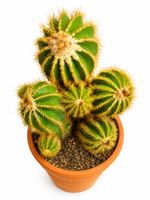 Großer, beeindruckender Goldkugelkaktus / Echinopsis – selte