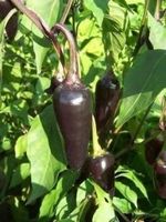 PIMENT NOIR Piment Jalapeno pourpre 10g