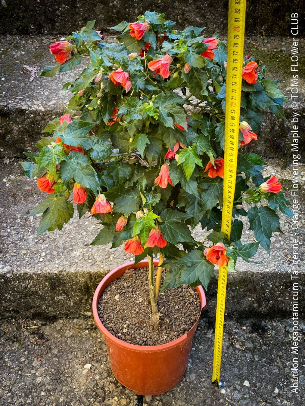 Piante & sementi: Abutilon Megapotamicum Tangerine - Schönmalve - 70x40cm – Nuovo e nell'imballaggio originale da Adliswil venduto da astom369 1