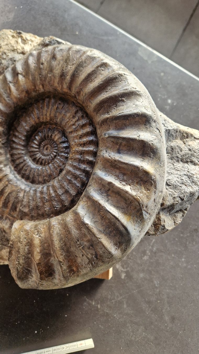 Fossili: Grosser Ammonit Arietites  – Usato da Niederhasli venduto da rehauge01 5