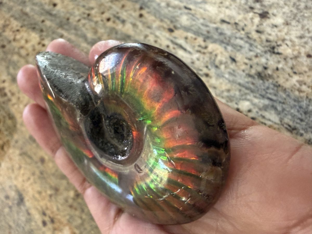 Fossili: Ammonite Ammolith echt – Nuovo (secondo la descrizione) da Oberhof venduto da RealStone 5