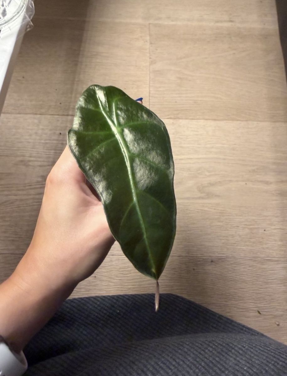 Piante & sementi: Alocasia Polly – Nuovo e nell'imballaggio originale da Wikon venduto da a_d_rbro 2