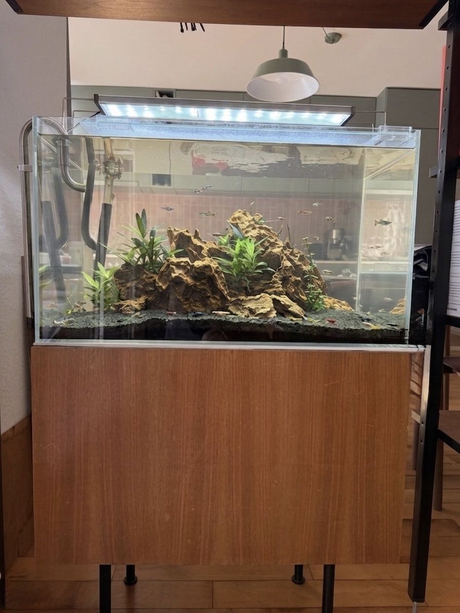 Acquari: Aquarium complet  – Usato da Villars-sur-Glâne venduto da jas_rr8h