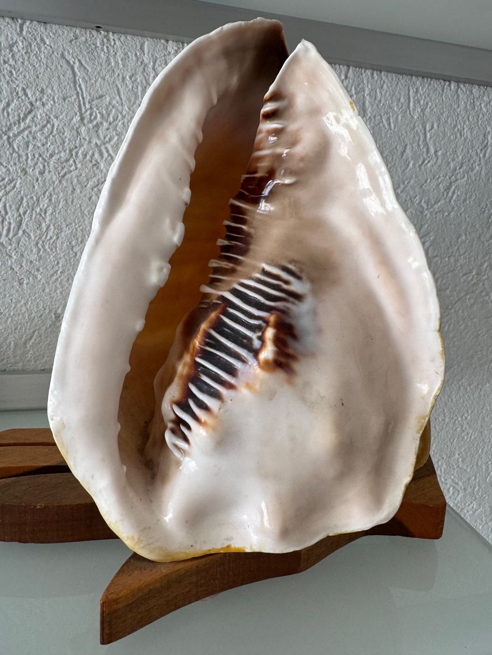 Lampes: Tischlampe "Gehörnte Helmschnecke" – D'occasion à MURI b. Bern par Anda1