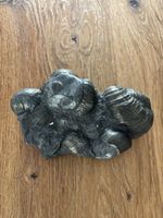Faszinierende Pyrit-Ammoniten-Muschel Fossilien