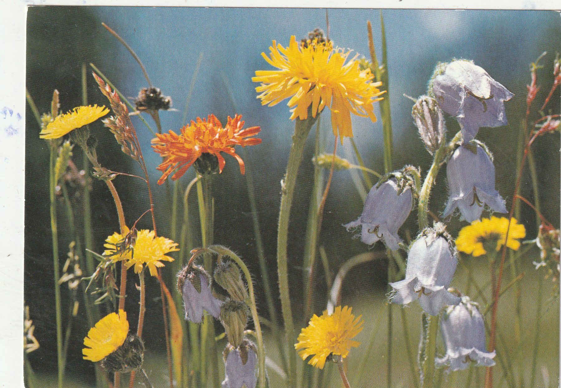 Ansichtskarten: 10  SchöneBlumenkarten – Gebraucht aus Lumbrein von made02 6