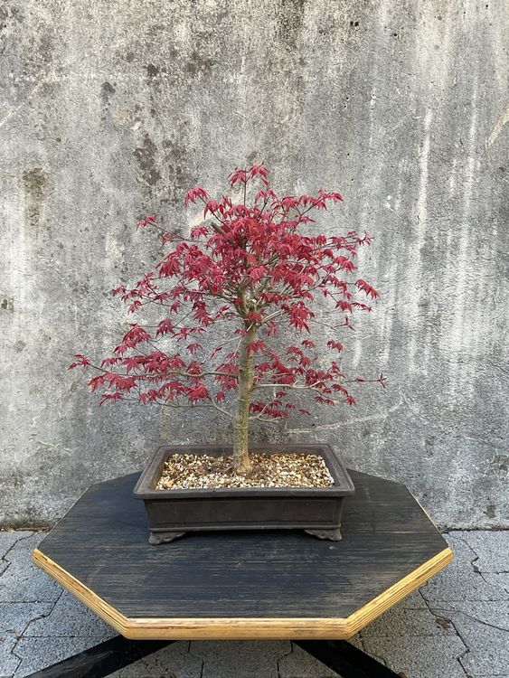 Japanischer Ahorn Baum Bonsai Japanischer Fcherahorn Deshojo  Acer Ahorn  Mit Roten Blttern, 30-45 Cm Hoch