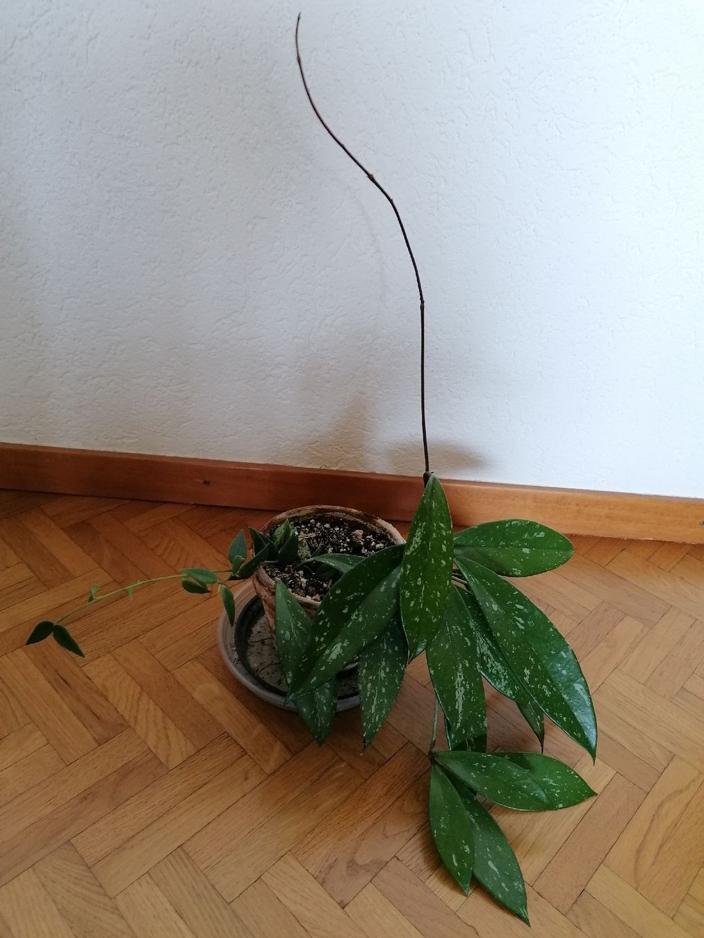 Piante & sementi: Hoya Publix splash + Hoya Bella – Usato da Le Mont-Pèlerin venduto da dundun1