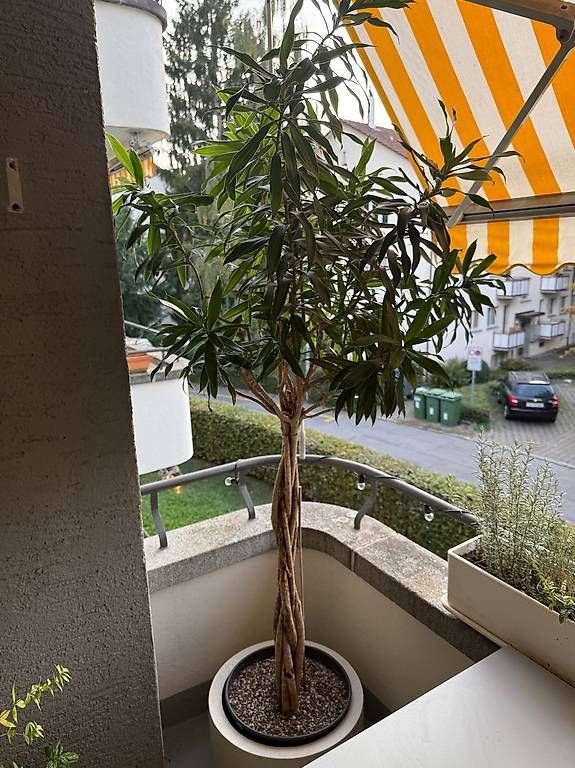 Pflanzen & Samen: Grosse Indoorpflanze – Gebraucht aus Zürich von Lallilu 2