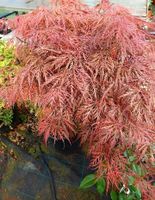 XXL Japanischer roter Ahorn "DISSECTUM GARNET" 150 cm  ↕️