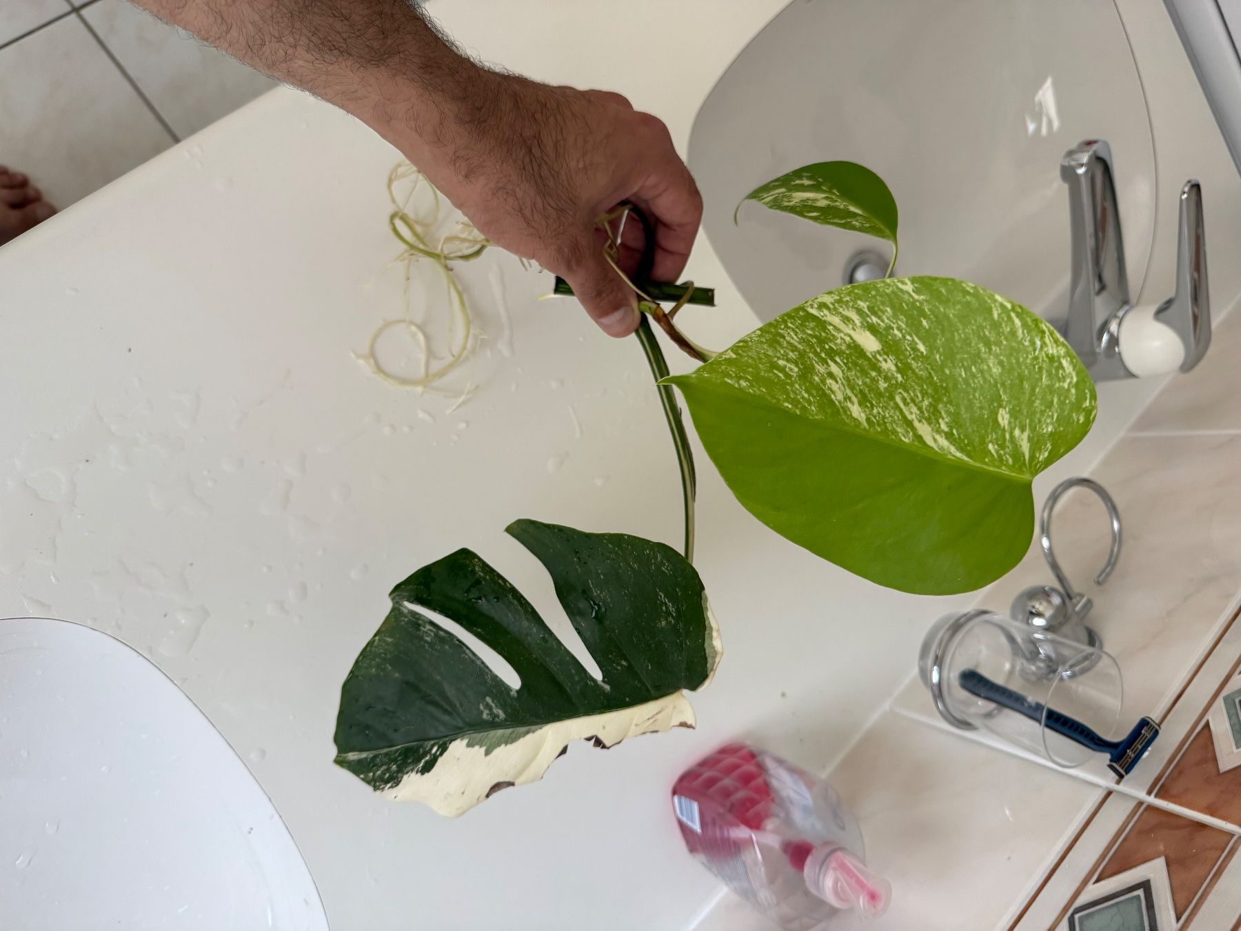 Pflanzen & Samen: Steckling Monstera albo variegata, HALF MOON – Gebraucht aus Mendrisio von MonsteraLovers 3