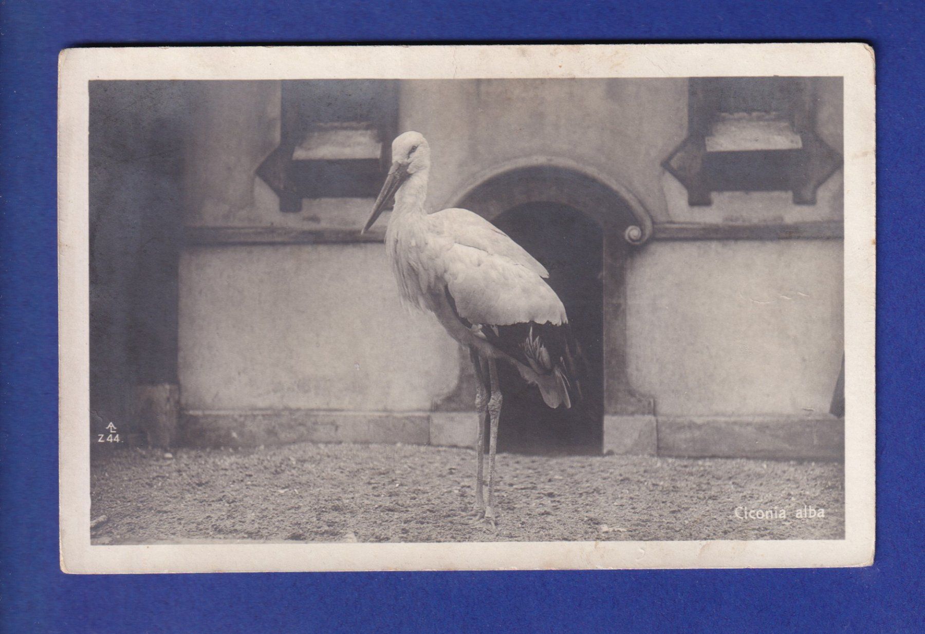 Cartoline postali: OISEAU - Cigogne – Usato da Pully venduto da nicecards-shop