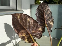🌱 Rarität: Alocasia wentii pink freckles
