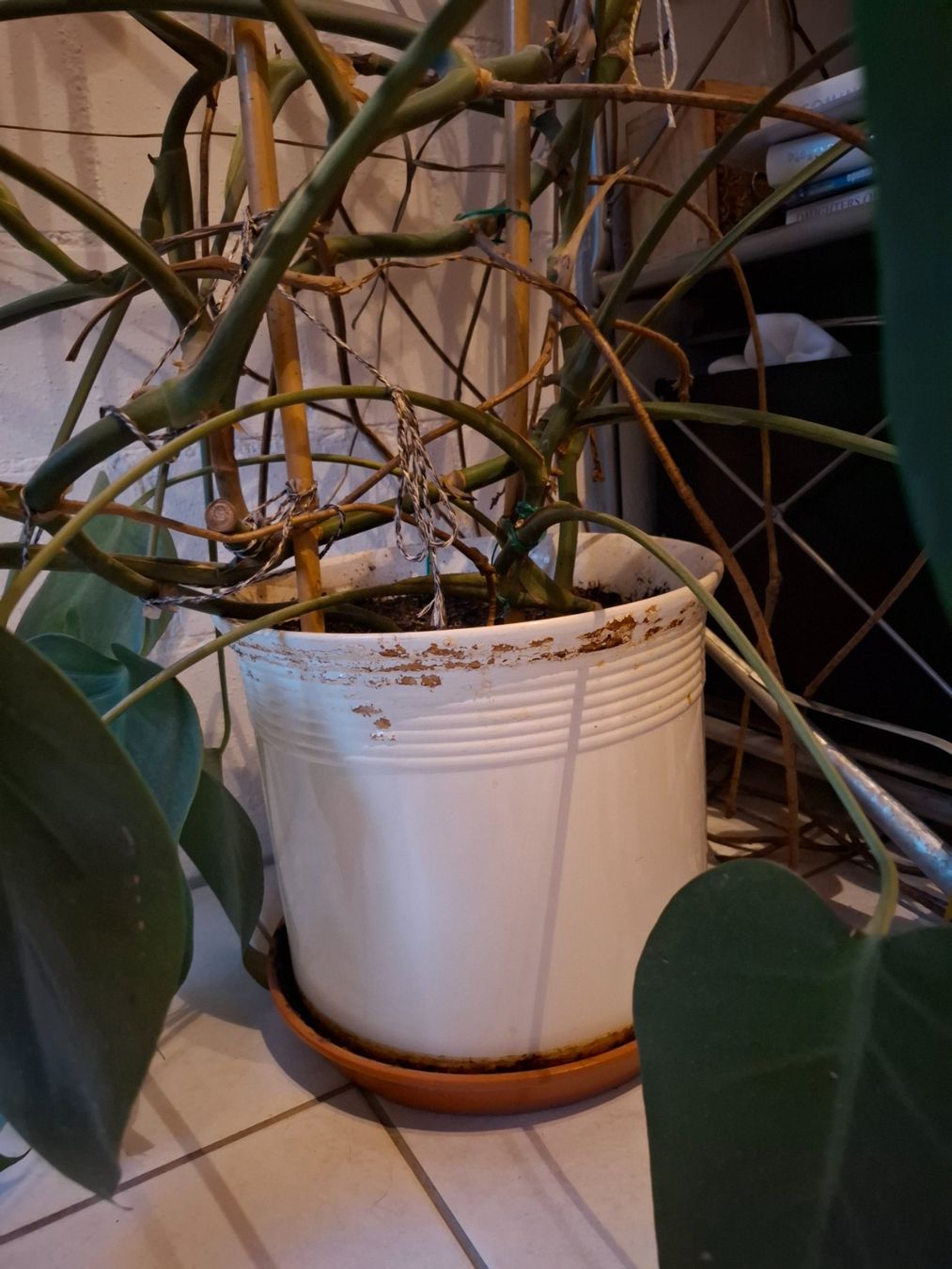 Piante & sementi: Monstera Pflanze – Usato da Mettmenstetten venduto da xxx14 4