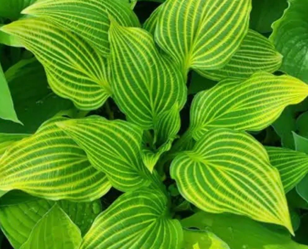 Pflanzen & Samen: Hosta Siberian Tiger 2 – Gebraucht aus Lajoux JU von Briard0 1